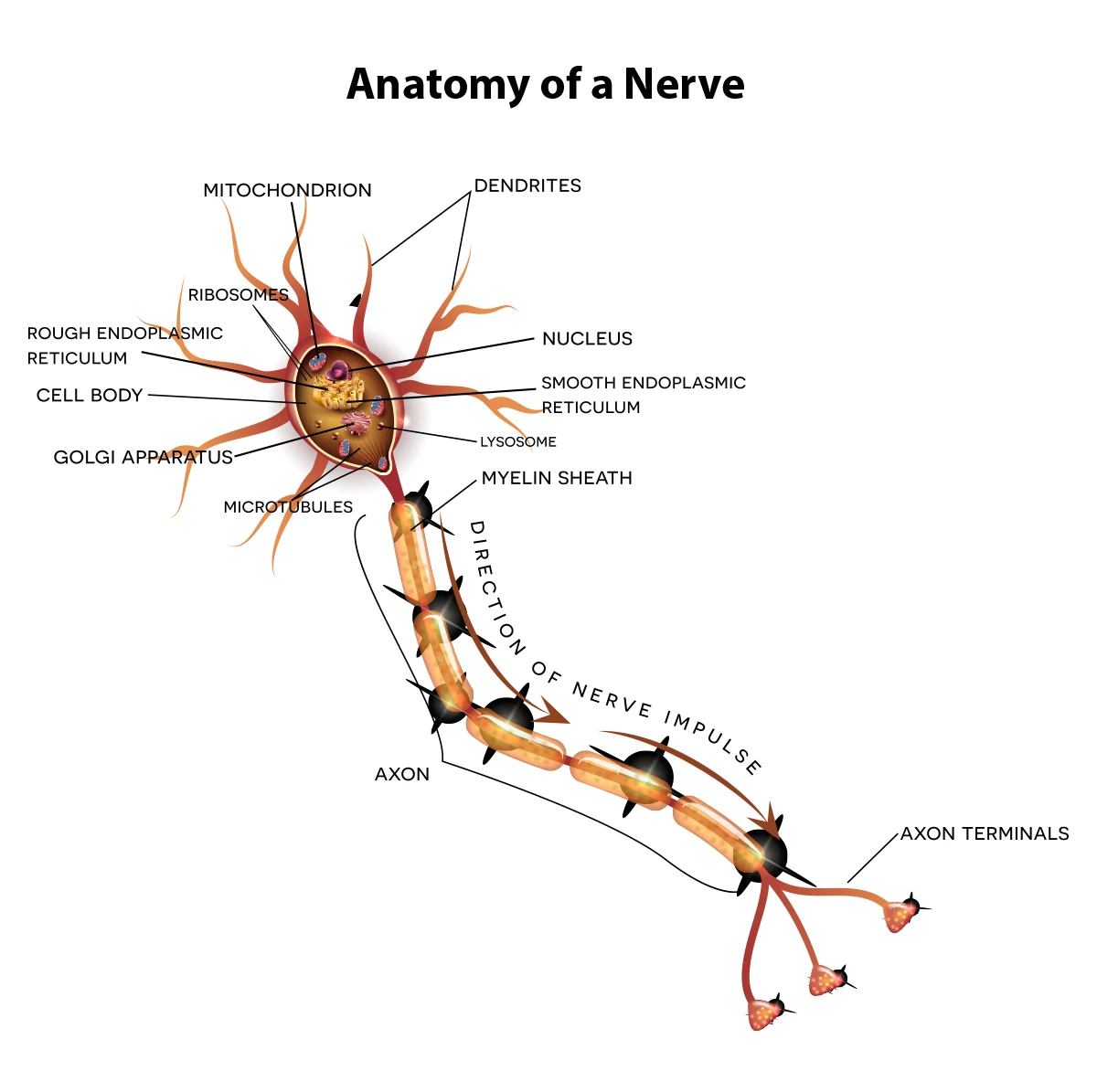 The anatomy of a nerve.